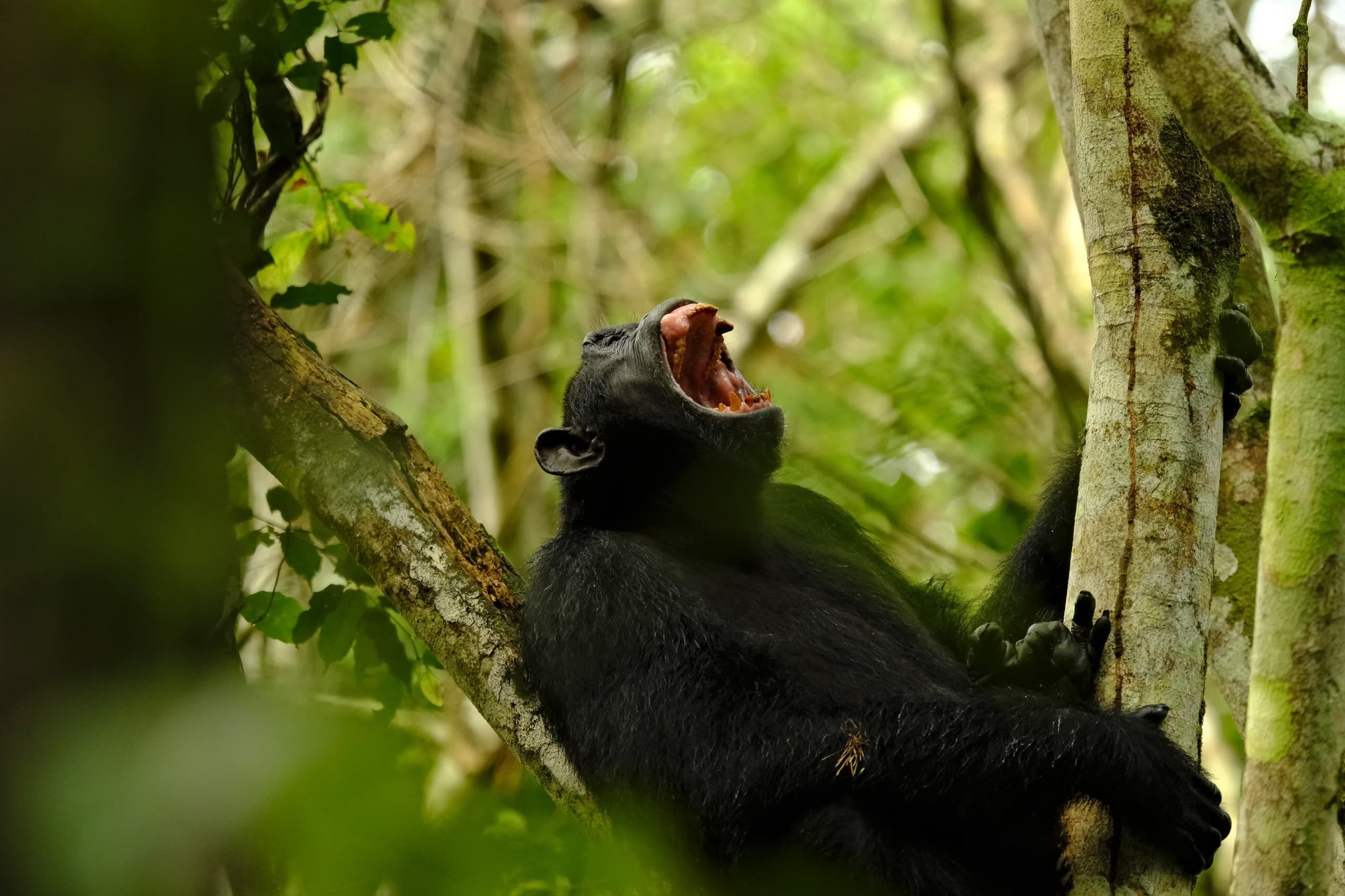 Ultimate Guide to Apes and Wildlife Safaris in Uganda and Rwanda