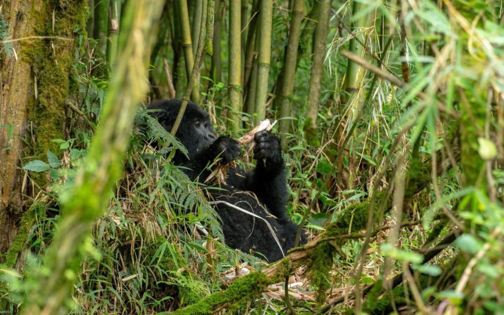 4 day gorilla chimpanzee safari Uganda Bwindi