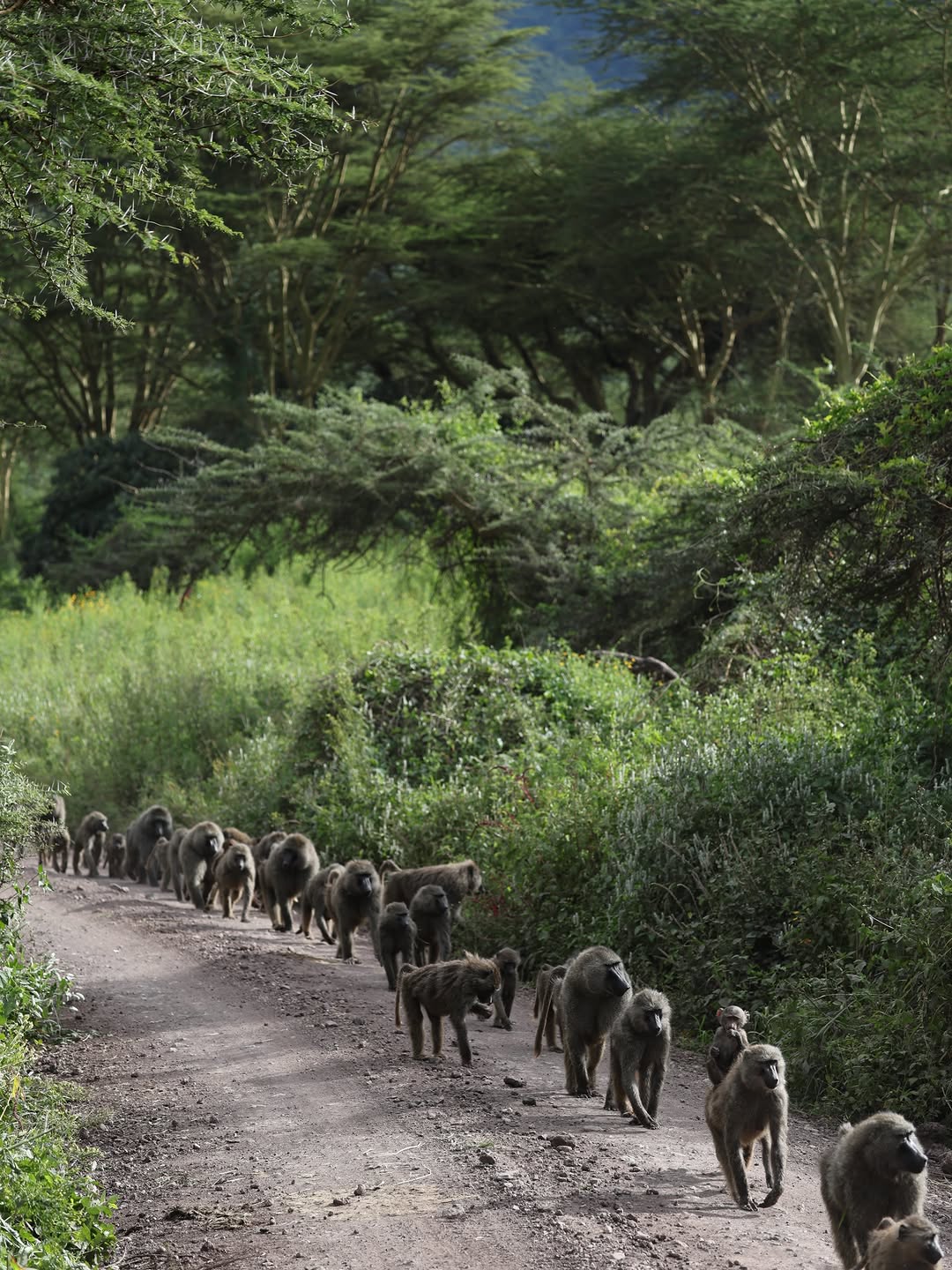 Rwanda gorilla trekking Volcanoes National Park