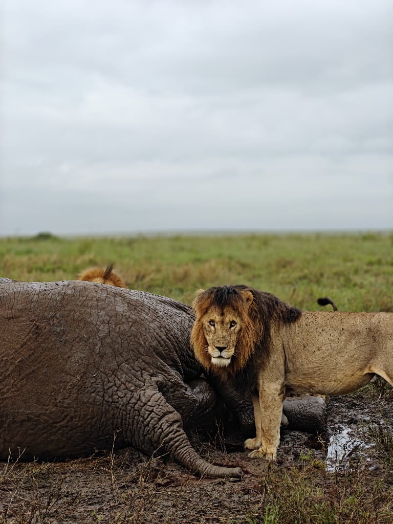 African safari guide with clients