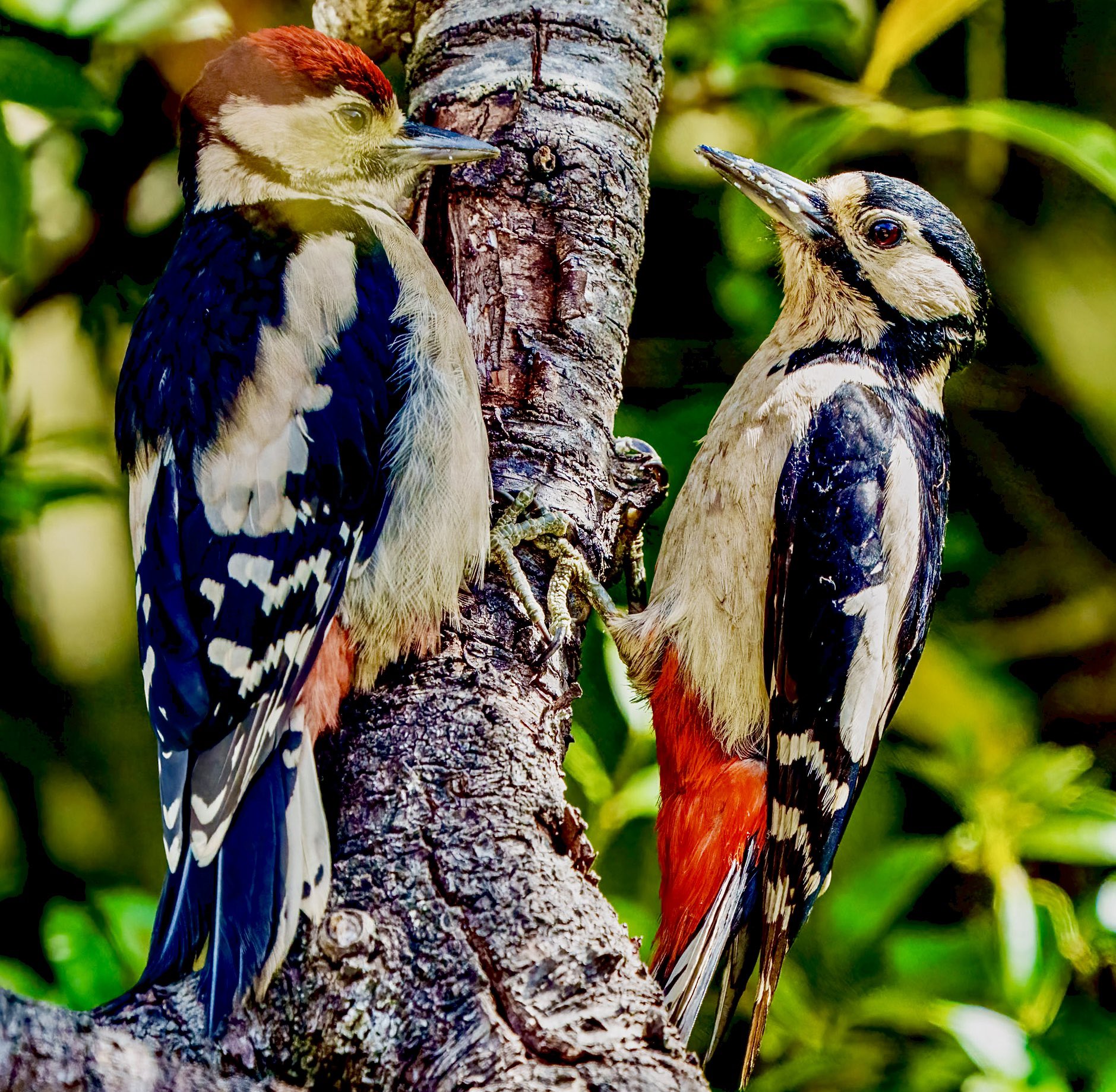 Safari game drive Africa wildlife photography