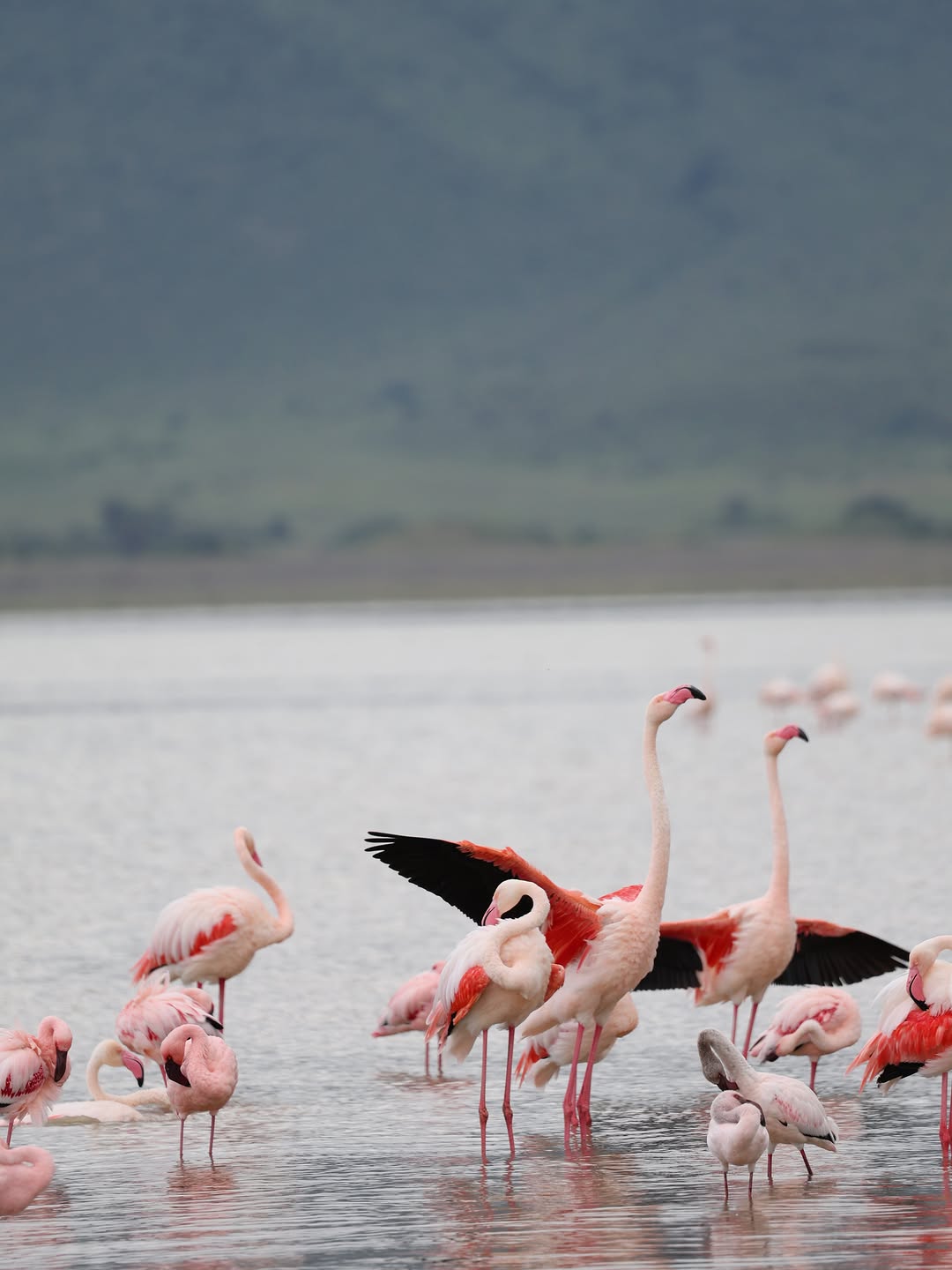 Safari wildlife East Africa national park landscape