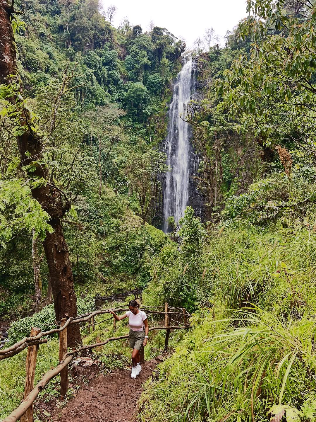 Gorilla trekking guide Uganda forest