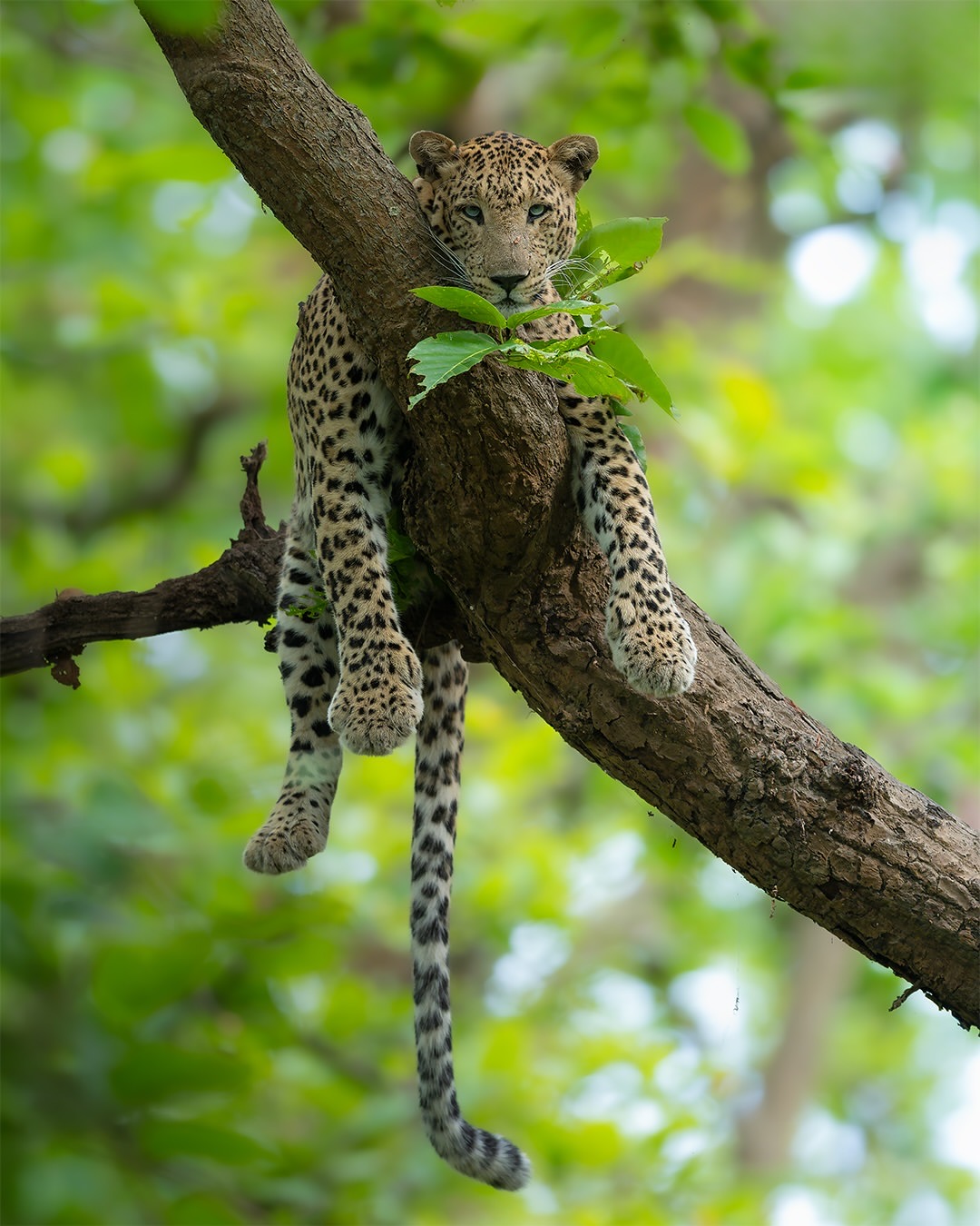 Botswana wildlife game drive