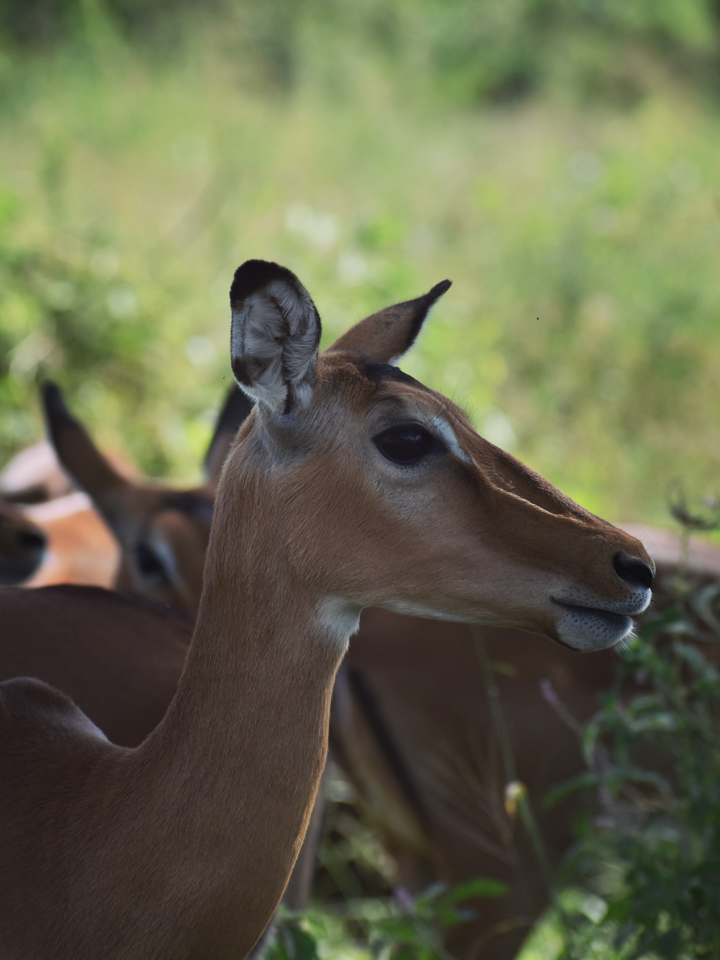 8-day gorilla safari Uganda and Rwanda