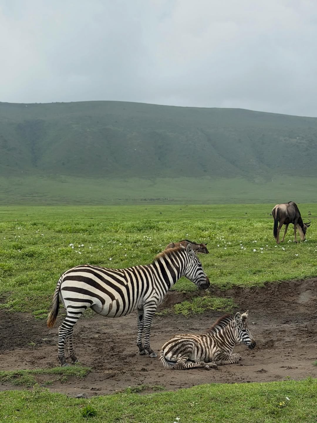 10-day best of Uganda gorillas and wildlife